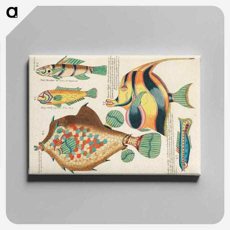 アートパネル-Moluccan Fishes
 - ルイ ルナール Canvas.