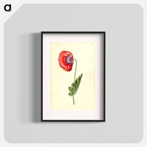 アートポスター-Papaver somniferum
 - マリア ジビーラ メーリアン Poster.