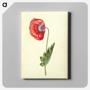 1-25_Maria-Sibylla-Merian_canvas