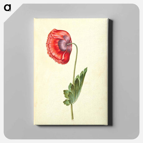 アートパネル-Papaver somniferum
 - マリア ジビーラ メーリアン Canvas.