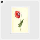 アートポストカード-Papaver somniferum
 - マリア ジビーラ メーリアン Postcard.