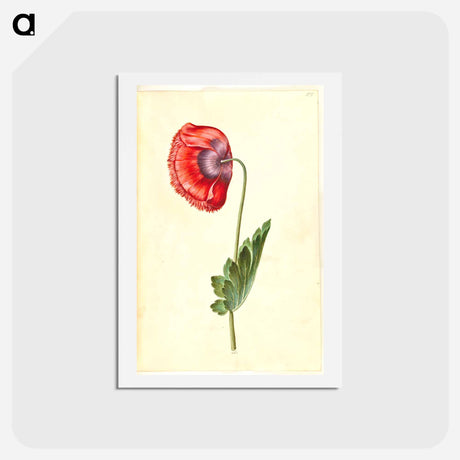 アートポストカード-Papaver somniferum
 - マリア ジビーラ メーリアン Postcard.