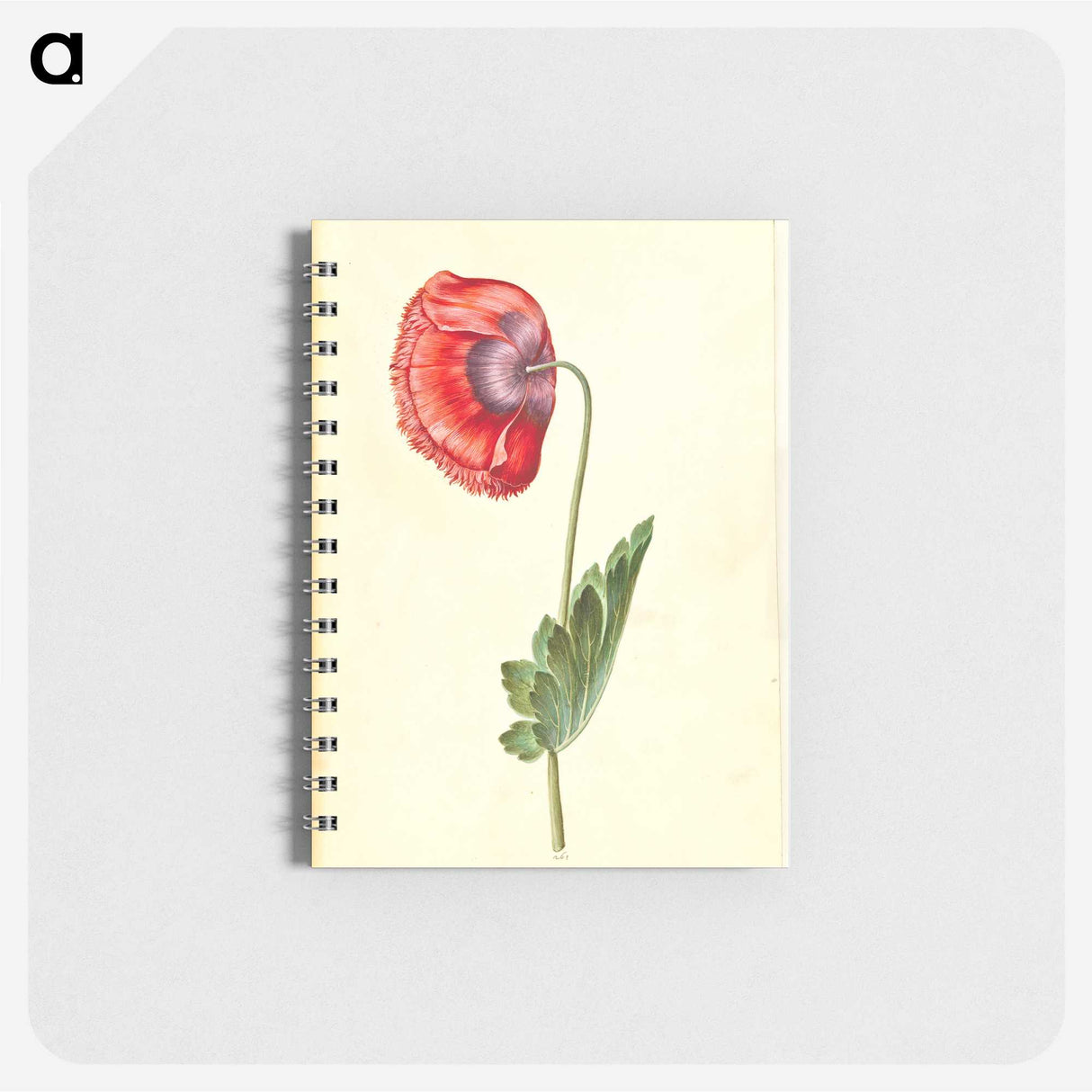 1-25_Maria-Sibylla-Merian_memo