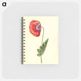 アートメモ帳-Papaver somniferum
 - マリア ジビーラ メーリアン Memo.