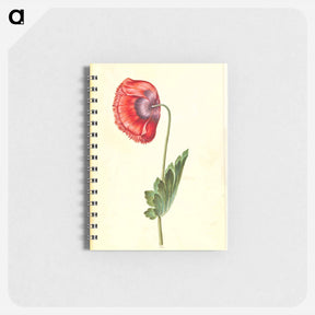 アートメモ帳-Papaver somniferum
 - マリア ジビーラ メーリアン Memo.