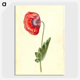 1-25_Maria-Sibylla-Merian_picture-crop