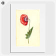 1-25_Maria-Sibylla-Merian_picture