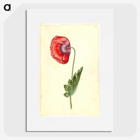 1-25_Maria-Sibylla-Merian_picture