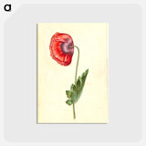 アートポストカード-Papaver somniferum
 - マリア ジビーラ メーリアン Postcard.