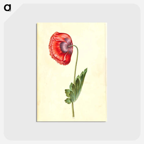 アートポストカード-Papaver somniferum
 - マリア ジビーラ メーリアン Postcard.