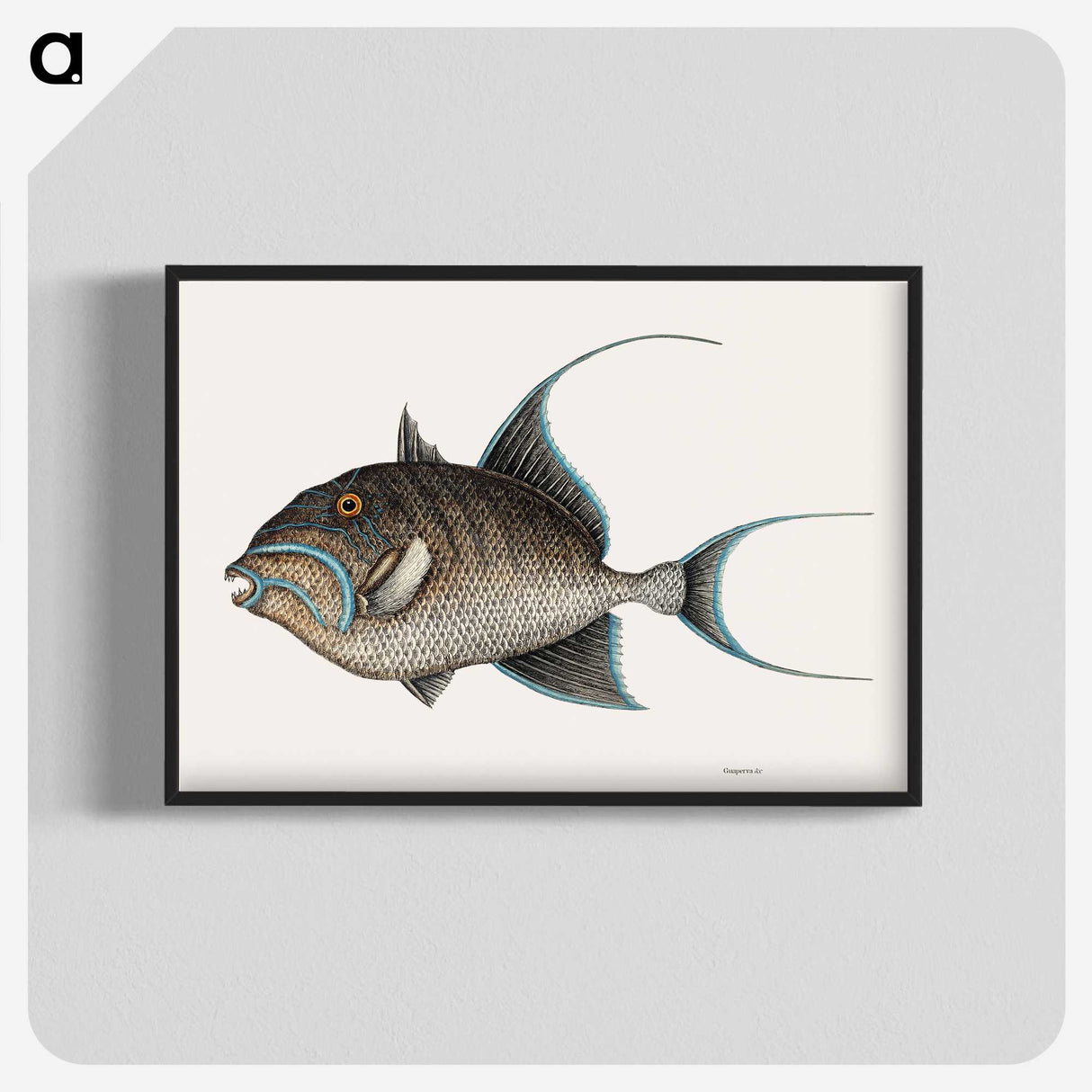1-25_Mark-Catesby_blk-crop