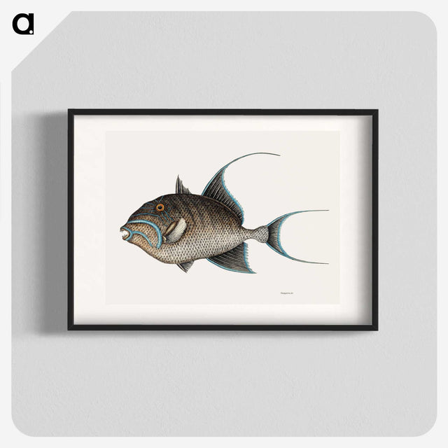 1-25_Mark-Catesby_blk