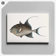 1-25_Mark-Catesby_canvas