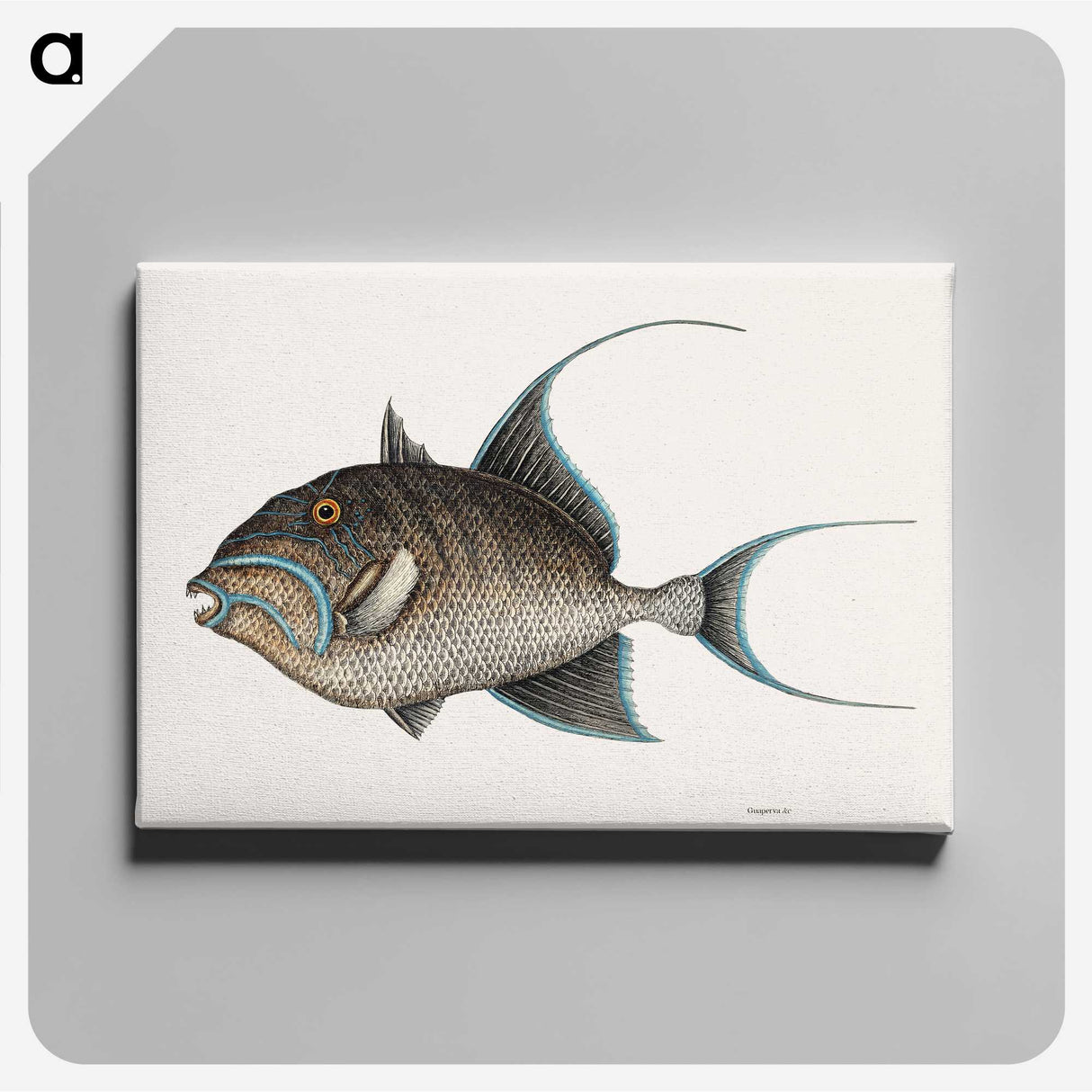 1-25_Mark-Catesby_canvas