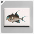 アートパネル-Old Wife Fish
 - マーク ケイツビー Canvas.