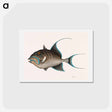 アートポストカード-Old Wife Fish
 - マーク ケイツビー Postcard.