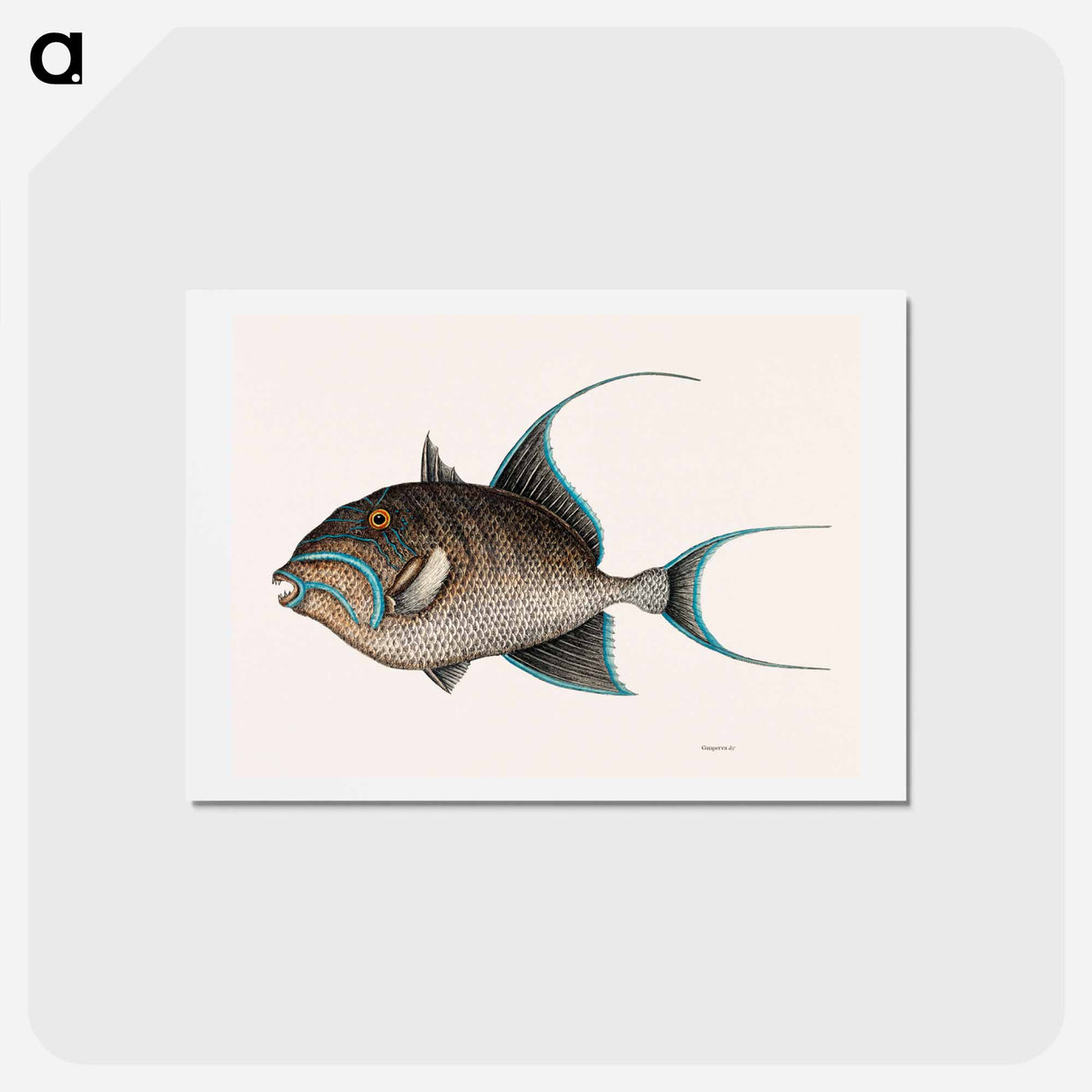 アートポストカード-Old Wife Fish
 - マーク ケイツビー Postcard.