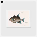 アートポストカード-Old Wife Fish
 - マーク ケイツビー Postcard.