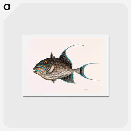 アートポストカード-Old Wife Fish
 - マーク ケイツビー Postcard.