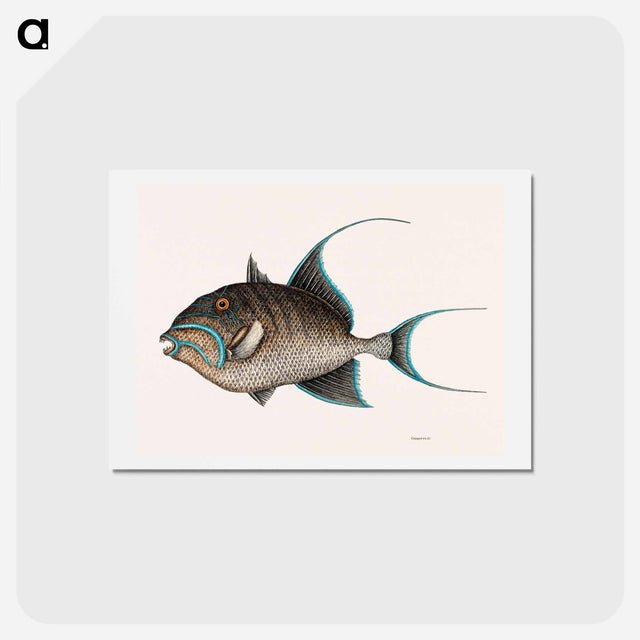 アートポストカード-Old Wife Fish
 - マーク ケイツビー Postcard.