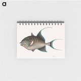 アートメモ帳-Old Wife Fish
 - マーク ケイツビー Memo.