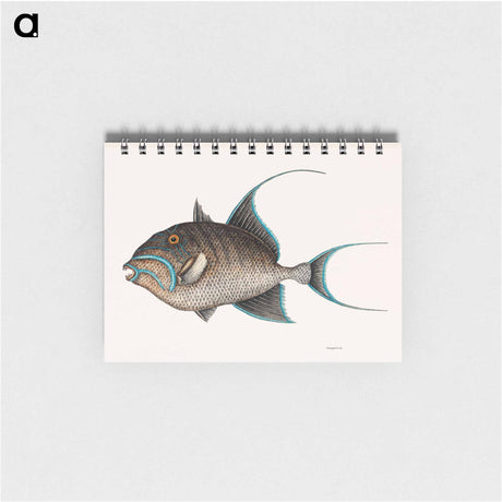 アートメモ帳-Old Wife Fish
 - マーク ケイツビー Memo.