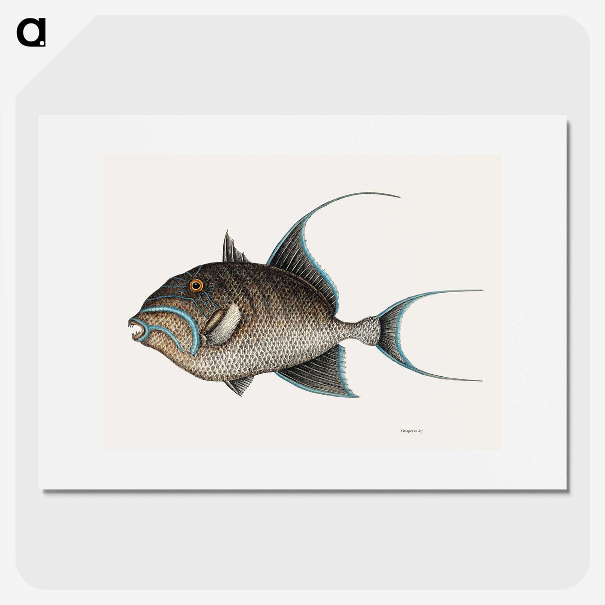 1-25_Mark-Catesby_picture