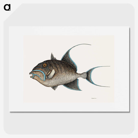 1-25_Mark-Catesby_picture