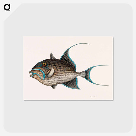 アートポストカード-Old Wife Fish
 - マーク ケイツビー Postcard.