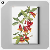 1-25_Mary-Vaux-Walcott_canvas