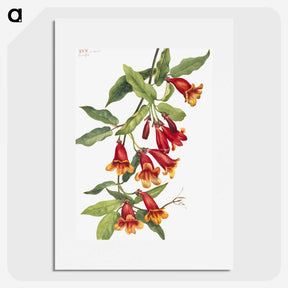 1-25_Mary-Vaux-Walcott_picture