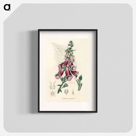アートポスター-Digitalis purpurea Illustration
 - 薬用植物学 Poster.