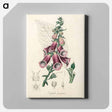 アートパネル-Digitalis purpurea Illustration
 - 薬用植物学 Canvas.