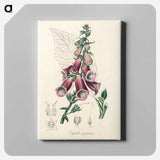 アートパネル-Digitalis purpurea Illustration
 - 薬用植物学 Canvas.