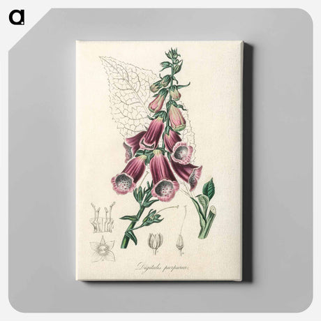 アートパネル-Digitalis purpurea Illustration
 - 薬用植物学 Canvas.