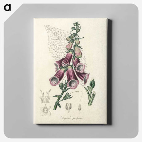 1-25_Medical-Botany_canvas