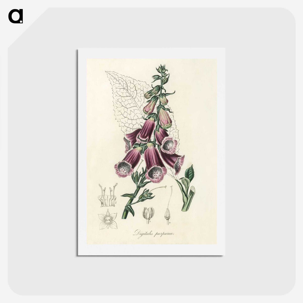 1-25_Medical-Botany_hagaki