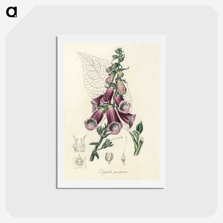 1-25_Medical-Botany_hagaki
