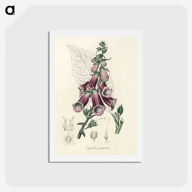 1-25_Medical-Botany_hagaki