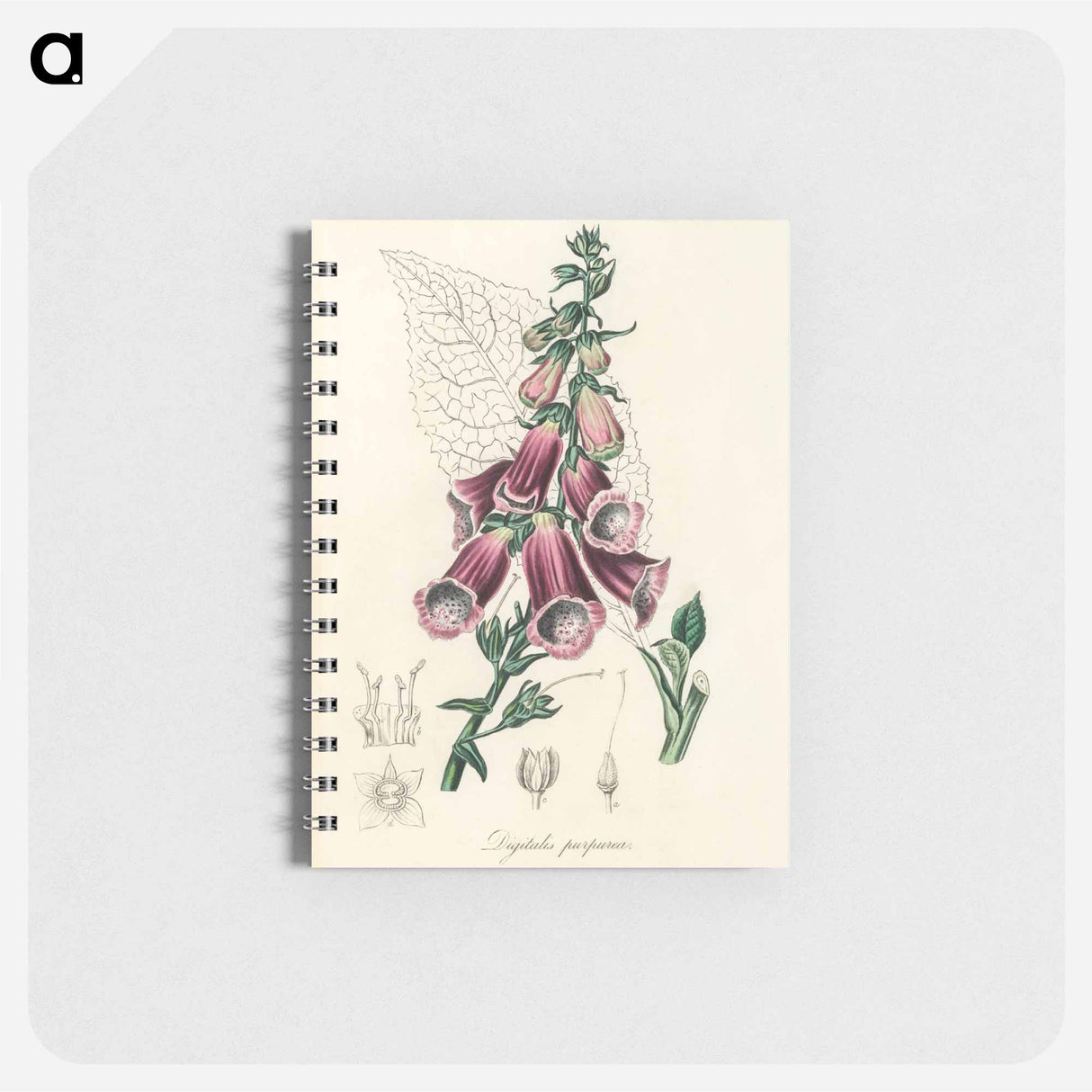 アートメモ帳-Digitalis purpurea Illustration
 - 薬用植物学 Memo.