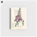 アートメモ帳-Digitalis purpurea Illustration
 - 薬用植物学 Memo.