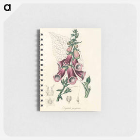 アートメモ帳-Digitalis purpurea Illustration
 - 薬用植物学 Memo.