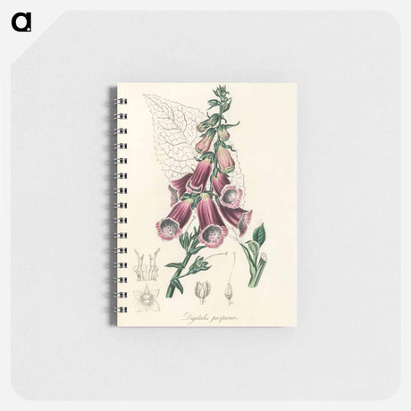 アートメモ帳-Digitalis purpurea Illustration
 - 薬用植物学 Memo.