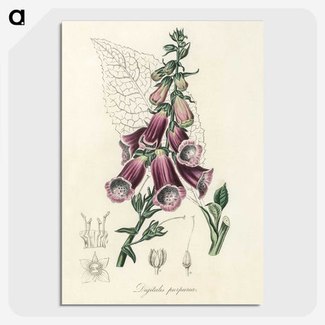 1-25_Medical-Botany_picture-crop