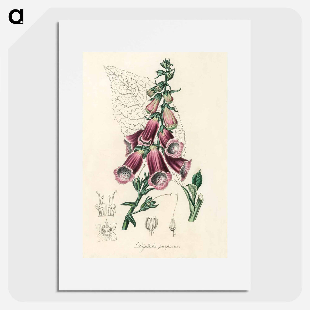 アートポスター-Digitalis purpurea Illustration
 - 薬用植物学 Poster.