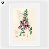 アートポスター-Digitalis purpurea Illustration
 - 薬用植物学 Poster.