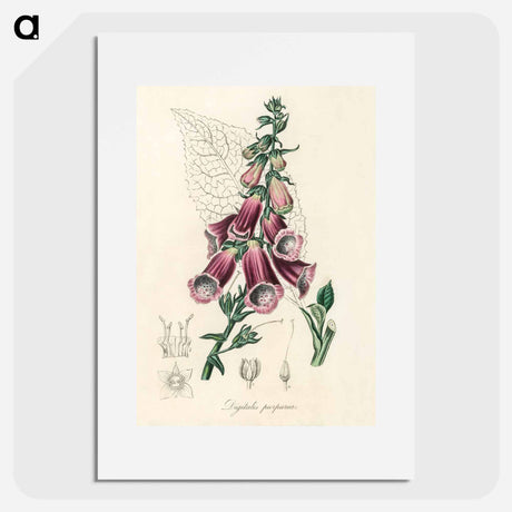 アートポスター-Digitalis purpurea Illustration
 - 薬用植物学 Poster.