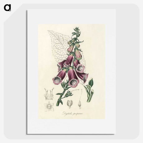1-25_Medical-Botany_picture