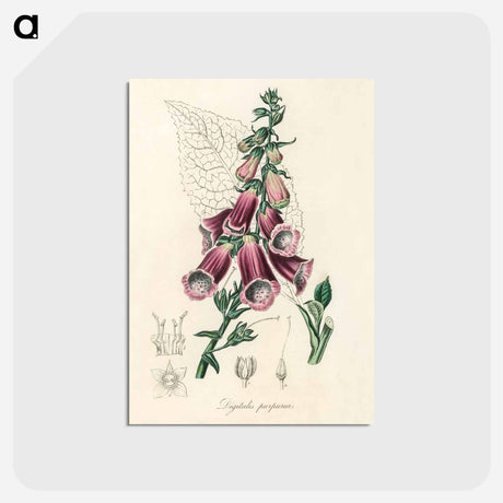 アートポストカード-Digitalis purpurea Illustration
 - 薬用植物学 Postcard.