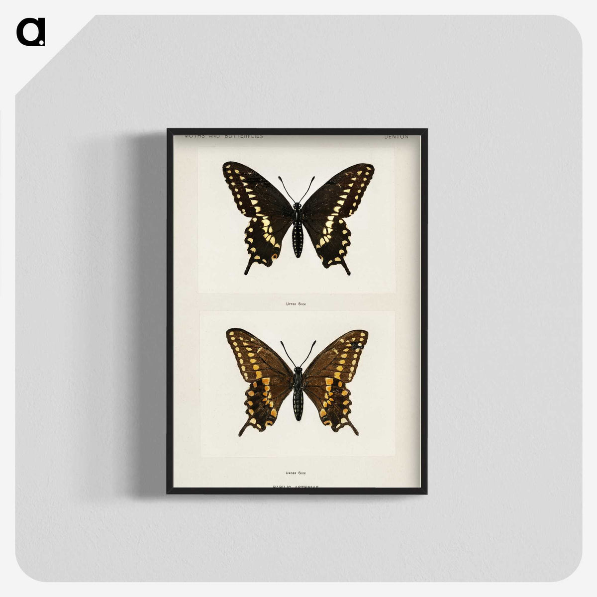 1-25_Moths-and-Butterflies-of-the-United-States_blk-crop